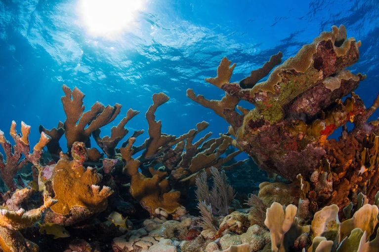Florida Coral Extinction: Why _Acropora_ Is at Risk