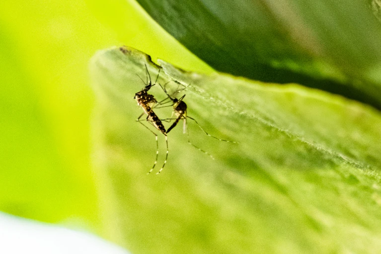 Female Mosquitoes: Masters of Mating Control