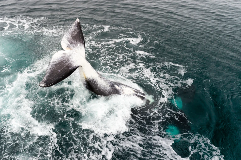Unlocking Longevity: Secrets of the Bowhead Whale
