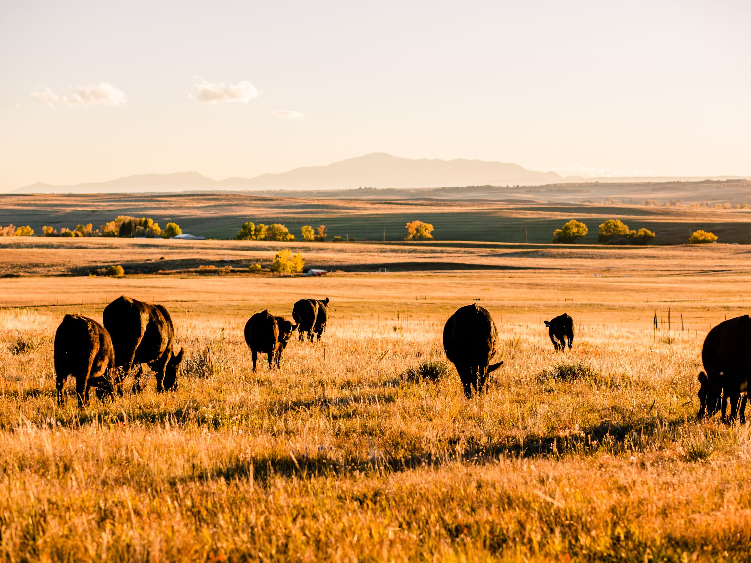Building Resilience in Colorado Agriculture During Climate Change