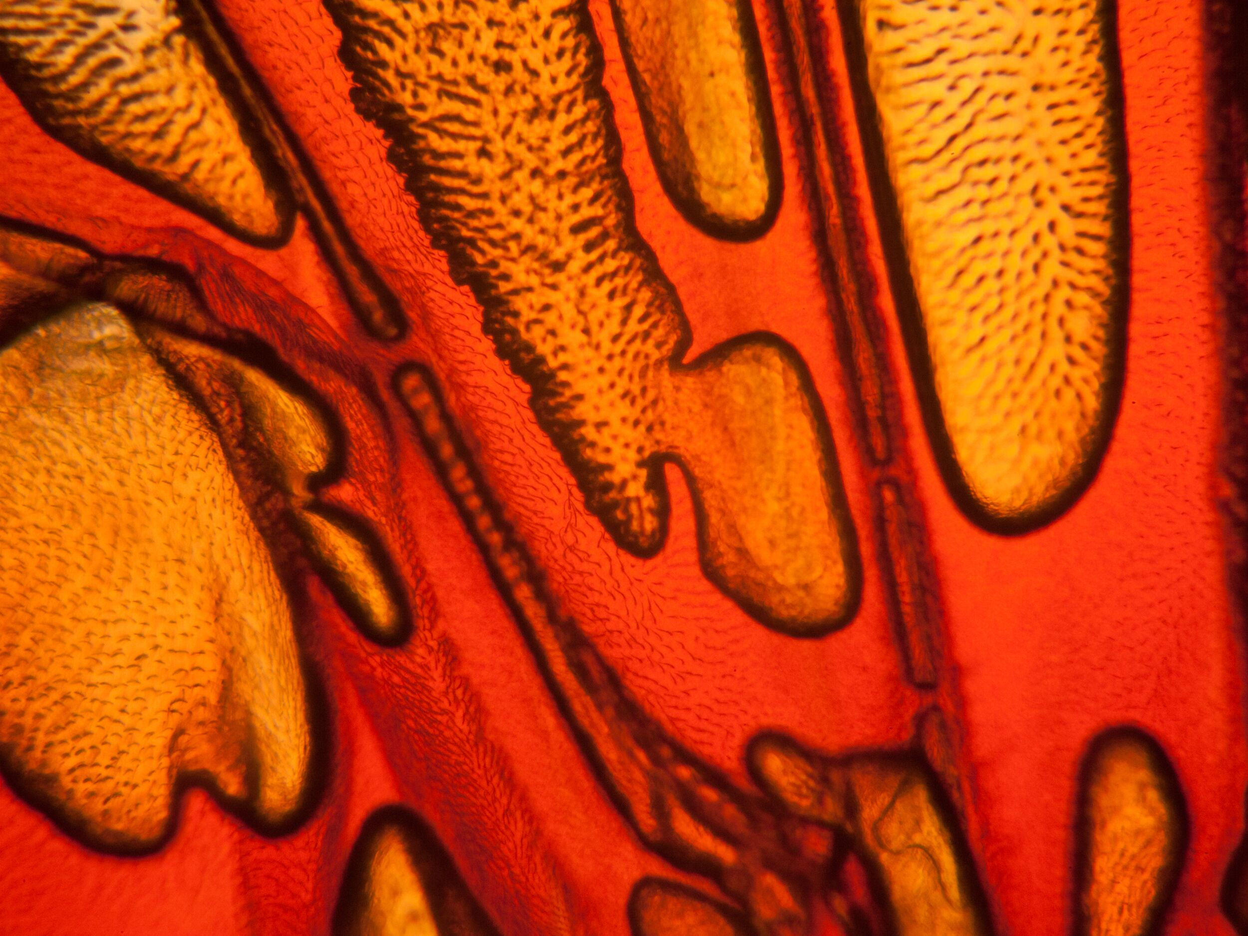 2025 Cozzarelli Prize Winners Announced: Top Research Highlights