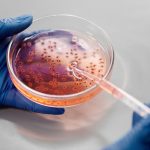 Illustrative photograph: Laboratory close-up of hands in gloves holding a petri dish with pink liquid using a pipette.